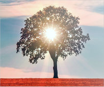 Vitamin D bei Kinderwunsch und Schwangerschaft