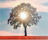 Vitamin D bei Kinderwunsch und Schwangerschaft
