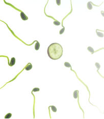 Nahrungsergänzungsmittel für den Mann zur Verbesserung der Spermienqualität