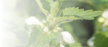 Wie kann Naturheilkunde nach Hildegard von Bingen die Fruchtbarkeit stärken