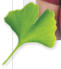 Ginkgoblatt